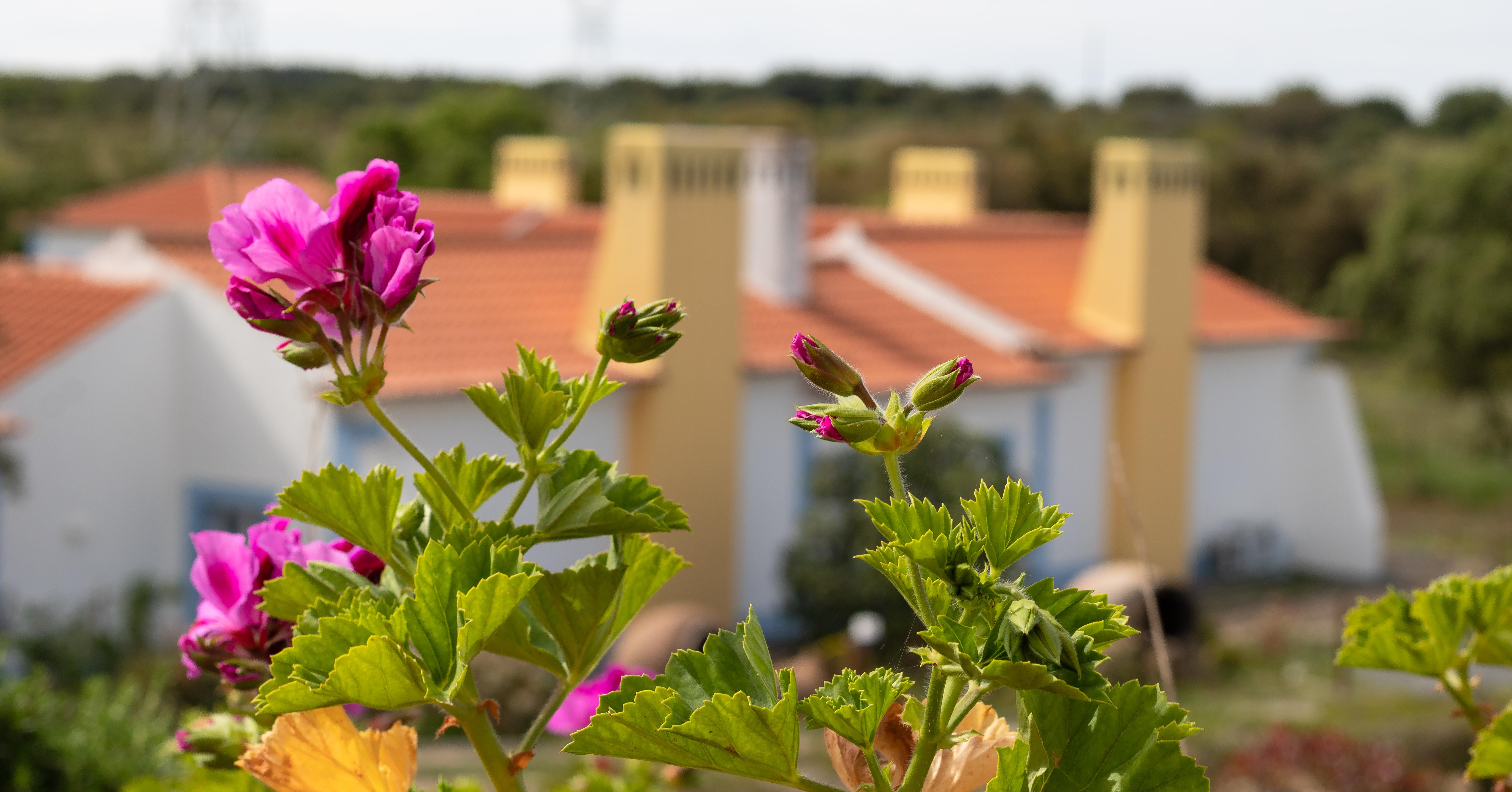 Monte Do Giestal - Casas De Campo & Spa Abela エクステリア 写真