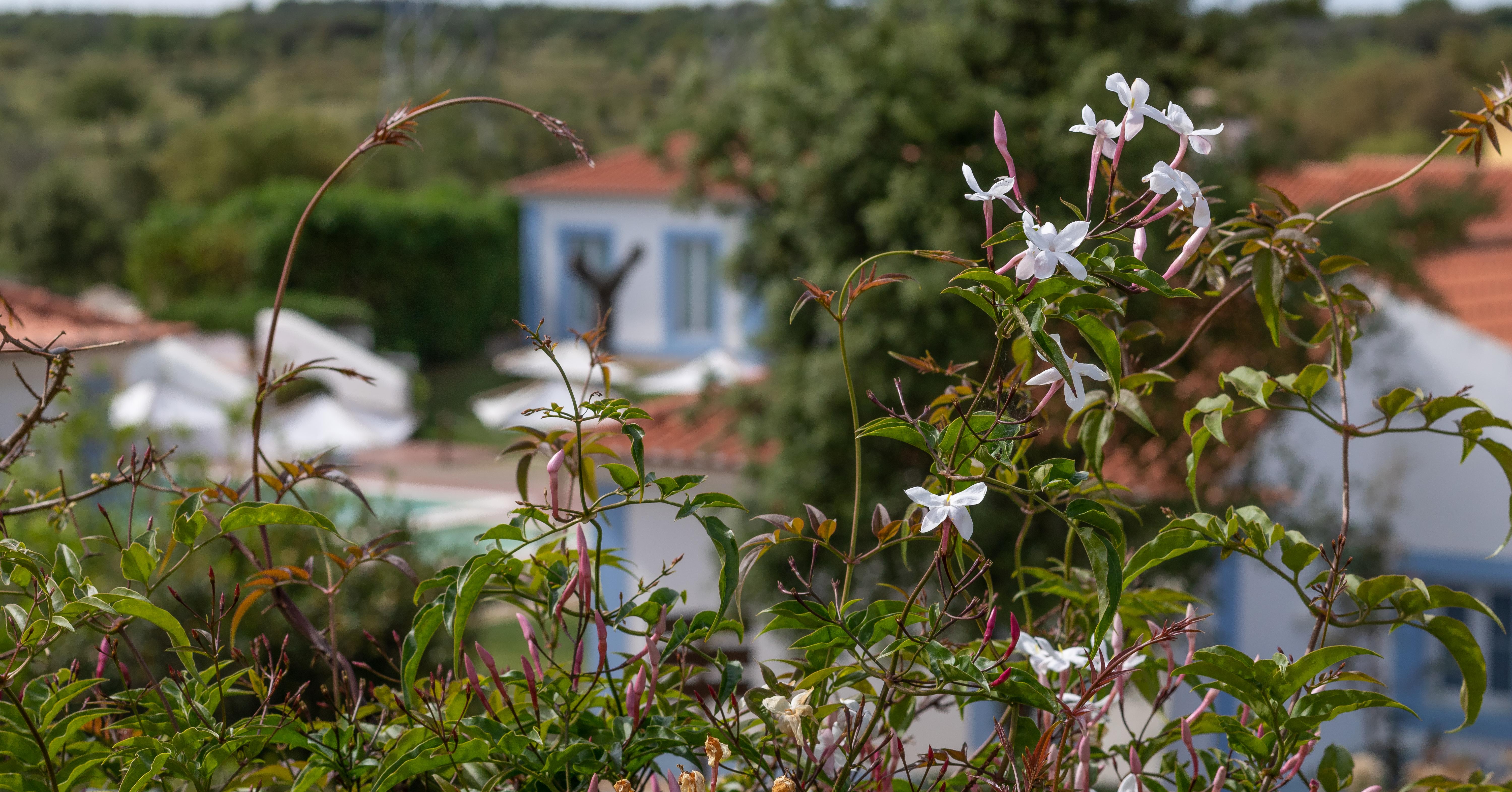 Monte Do Giestal - Casas De Campo & Spa Abela エクステリア 写真